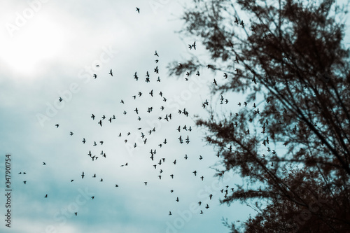 Bandada de pájaros volando cerca de árboles