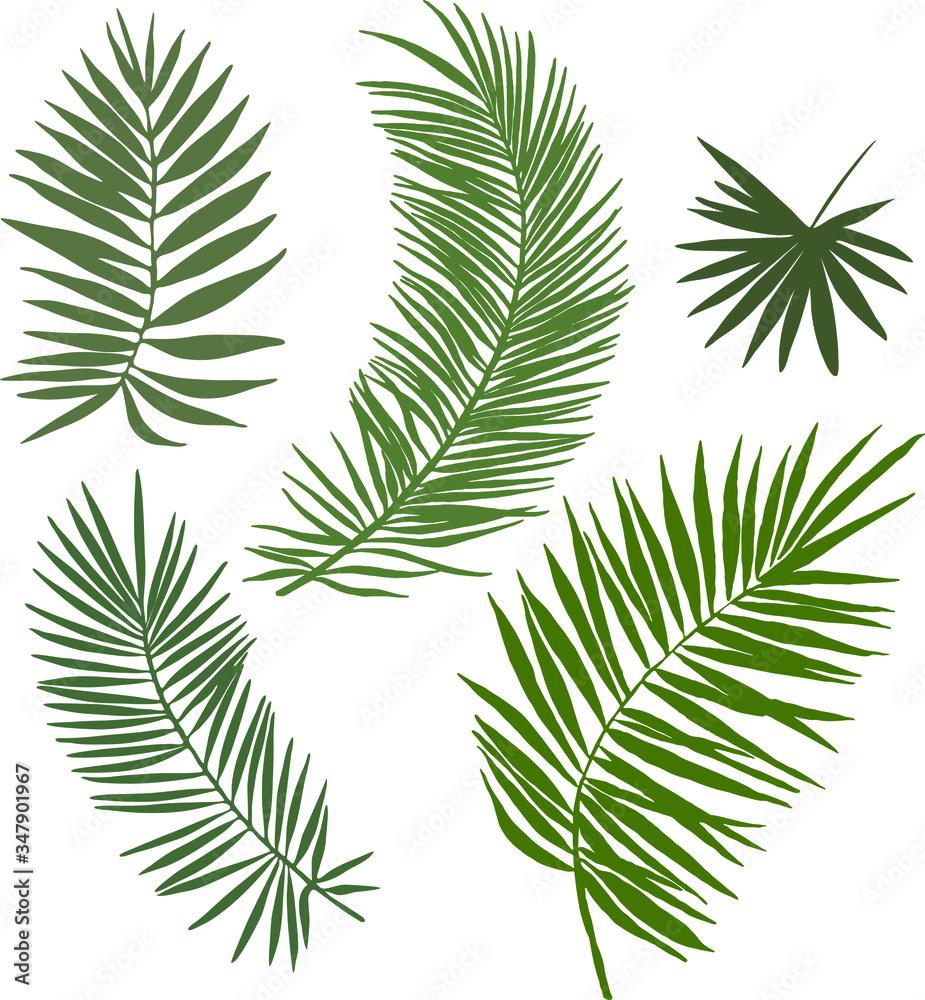 Palm leaves isolated on a white background. Vector graphics. Silhouette. Palm leaves isolated on a white background. Vector graphics. Silhouette.
