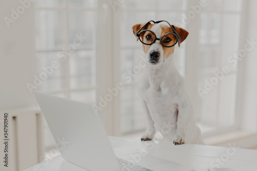 Indoor shot of pedigree jack russell terrier wears optical glasses, keeps paws on white office desk, works on laptop computer, looks directly at camera. Animals and modern technologies concept © VK Studio