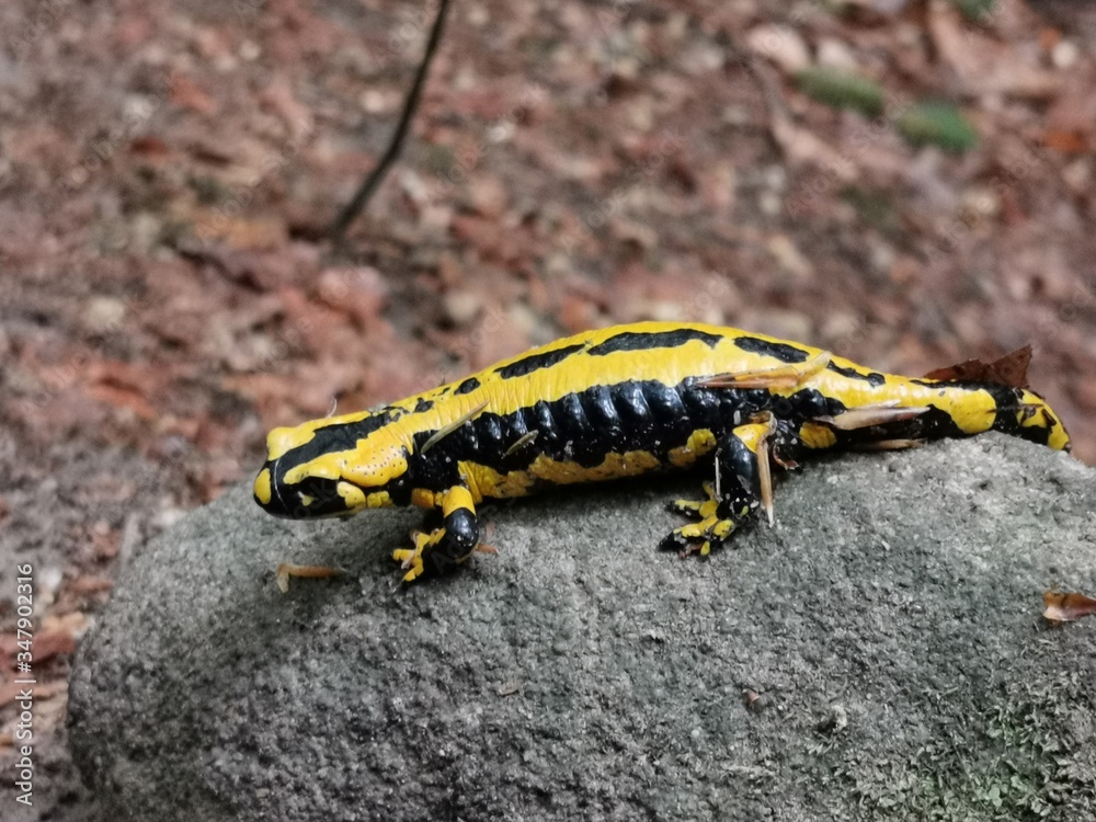 yellow poison dart frog yellow poison dart frog
