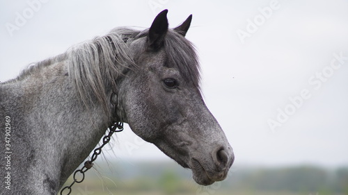 portrait of a beautiful gray old mare, spring day