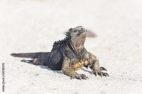 Marine iguana in Galapagos enjoying the sun