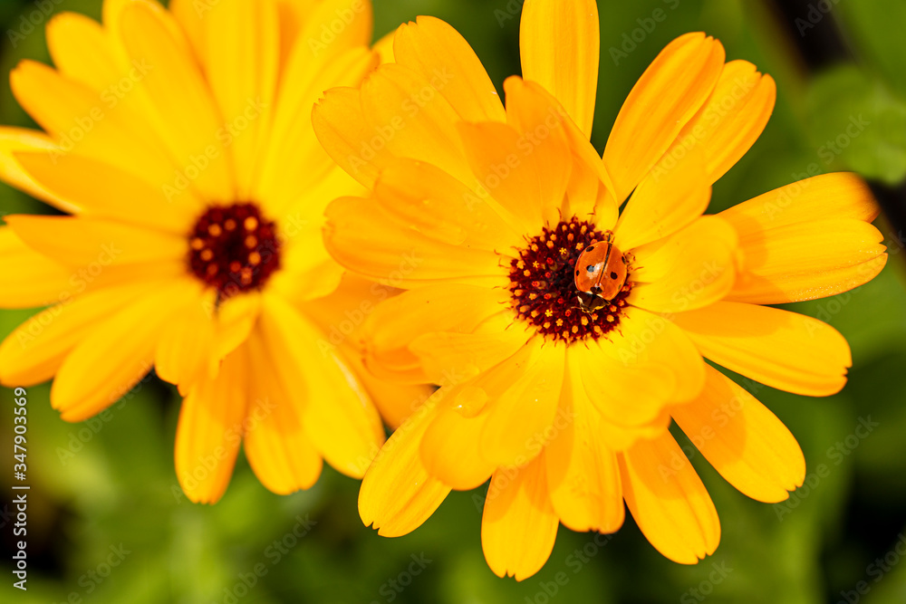 Obraz premium Pot Marigold, Calendula officinalis close up. Raindrops in petals and ladybug
