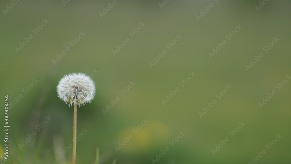 beautiful fluffy dandelion, beautiful sunny spring day