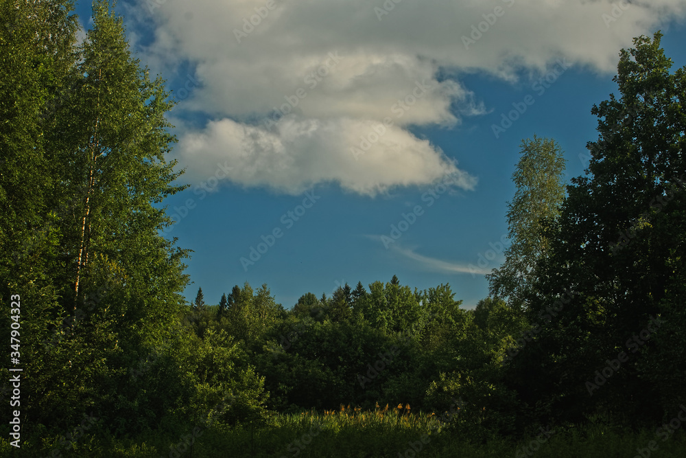 view of a green forest glade and blue sky on a clear sunny day