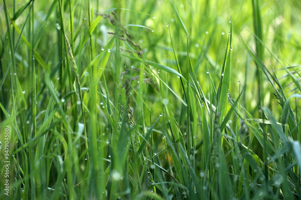 Obraz premium Getreide Korn Feld Morgentau Sonnenstrahlen