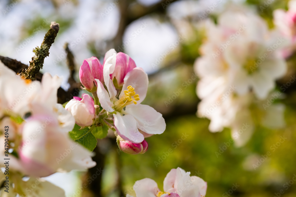 Obraz premium Apfelblüte Blüte Apfelbaum Knospen Blätter Malus Nahaufnahme Makro Obstbaum Blütenstand Dolde Rispe Streuobstwiese Sauerland Deutschland Garten Kernobst Details Rosa Frühling Ernte Früchte 