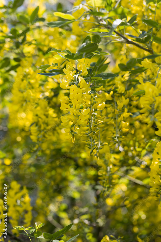 Złotokap zwyczajny, Laburnum anagyroides, zwisające z gałęzi kiście żółtych kwiatów wiosną w czasie kwitnienia - obrazy, fototapety, plakaty 