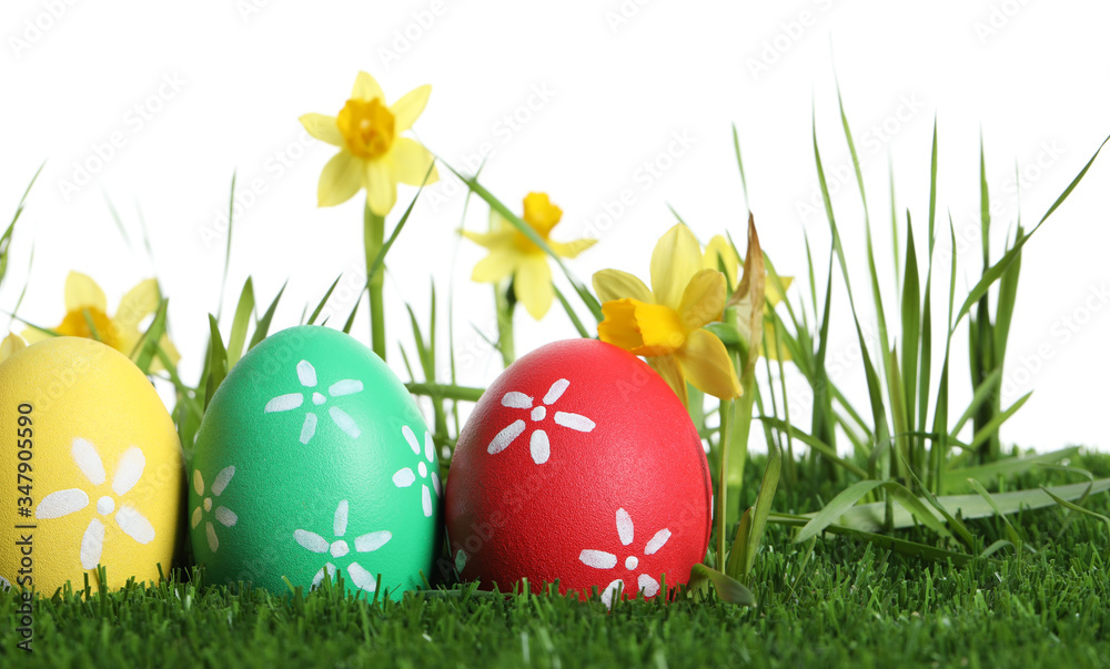 Colorful Easter eggs and daffodil flowers in green grass against white background