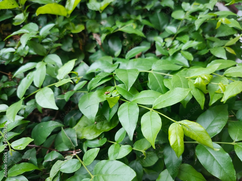 green leaves background green leaves background