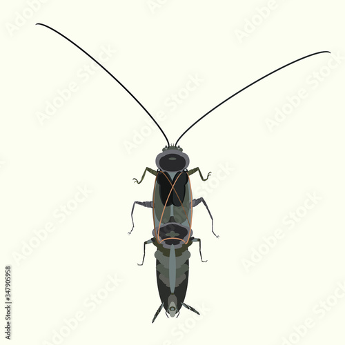 Brown cockroach dangerous and unpleasant insect vector illustration.