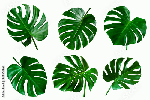 set of green monstera tropical plant leaf on white background for design elements, Flat lay