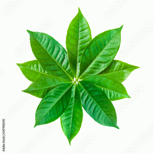 green leaves isolated on white background  fresh green tea leaves
