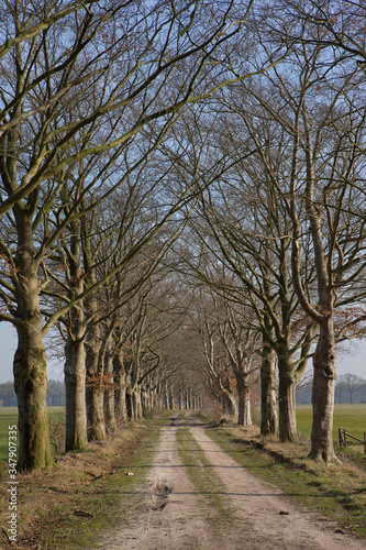 Lane with beech trees. Maatschappij van Weldadigheid Frederiksoord. Drenthe Netherlands