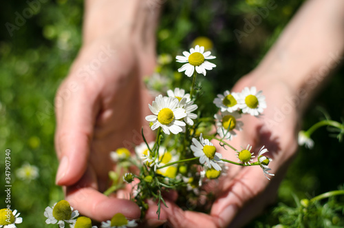 Bouquet of daisies in female hands. Girl collects daisies in the field.