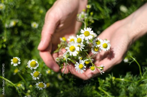 Bouquet of daisies in female hands. Girl collects daisies in the field.