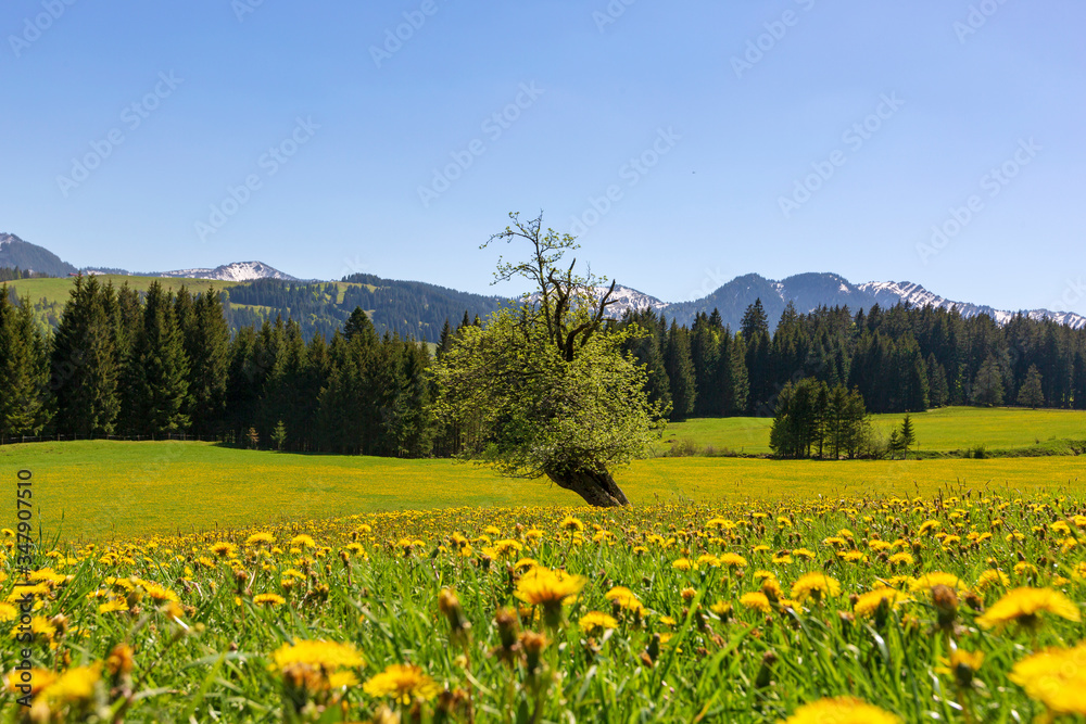 Allgäu - Löwenzahn - Frühling - Baum - Alpen