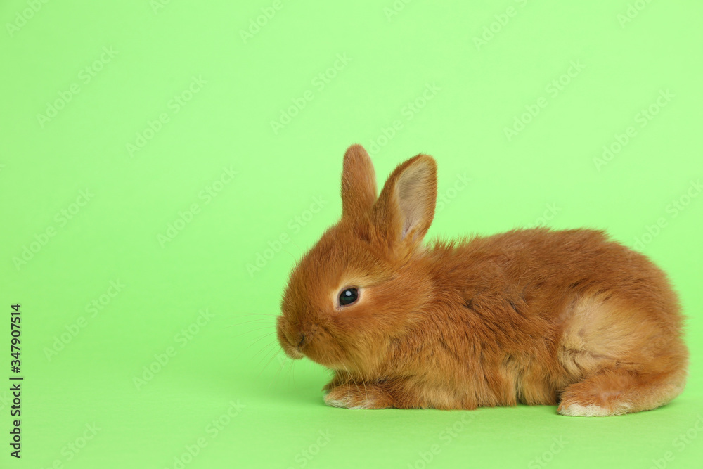 Adorable fluffy bunny on green background. Easter symbol