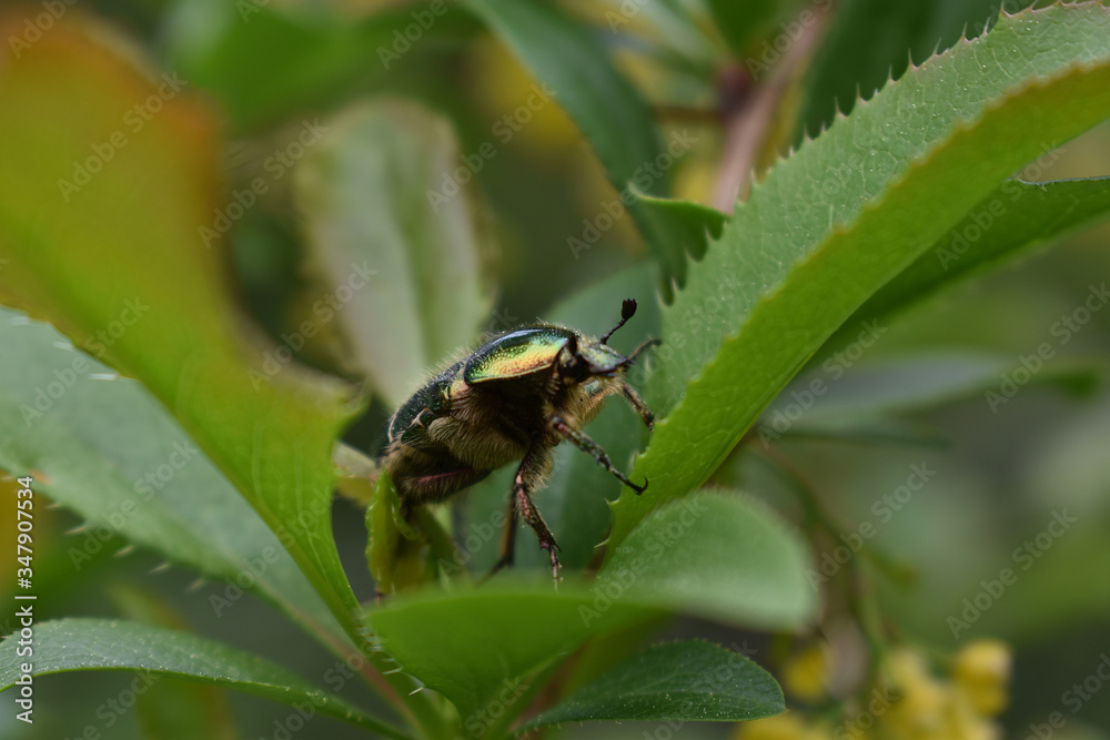 Goldglänzender Rosenkäfer, Cetonia aurata, auf Berberitze Goldglänzender Rosenkäfer, Cetonia aurata, auf Berberitze