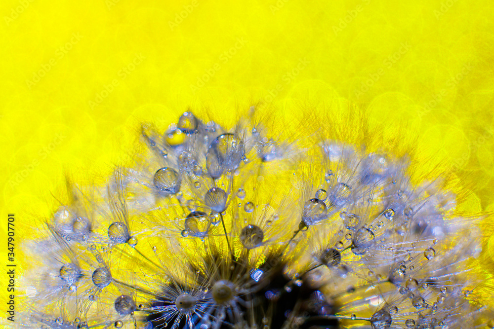 Water drops on spring dandelion flower on yellow background