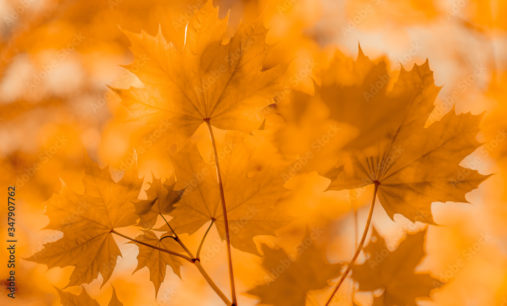 Screensaver for the desktop. Sunlight on the leaves in a beautiful forest. Screensaver for the desktop. Sunlight on the leaves in a beautiful forest.
