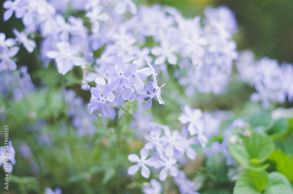 Little purple flowers. Spring background of fresh flowers. Little purple flowers. Spring background of fresh flowers.