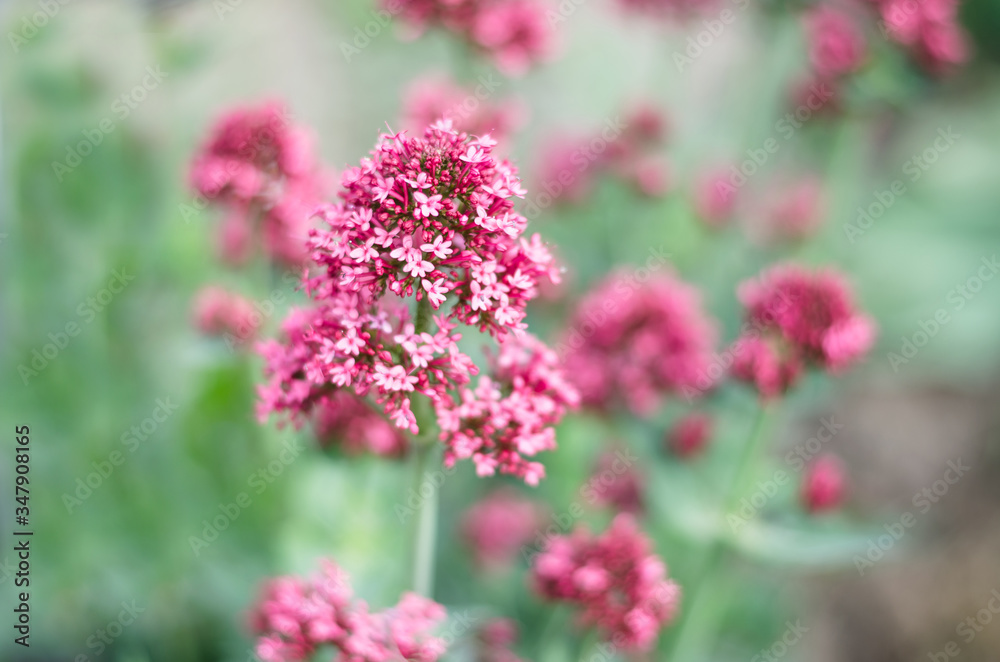 Centrantus. Beautiful bouquet of small pink flowers close-up. Selective focus. Floral background. Centrantus. Beautiful bouquet of small pink flowers close-up. Selective focus. Floral background.