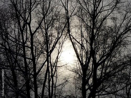 Sunset on a cloudy cold day through the bare branches of a birch