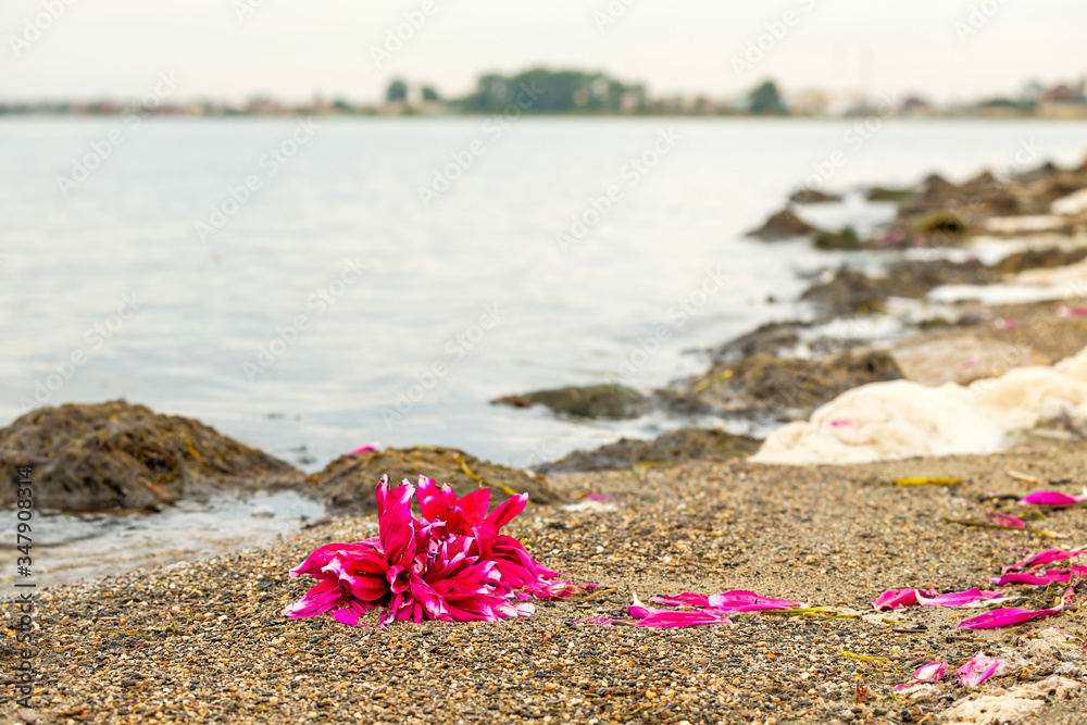 a red flower Bud is thrown out on the lake shore a red flower Bud is thrown out on the lake shore