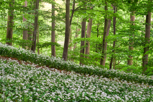 Waldweg durch den blühenden Bärlauch im Frühlingswald