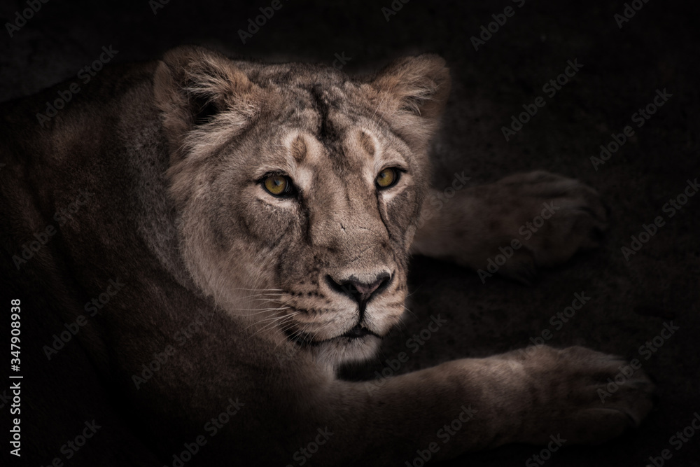  confident gaze half-face of a beautiful and confident lioness, night portrait in the dark..