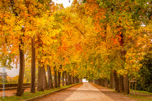 Trees during the autumn in Lucca, Tuscany, Italy