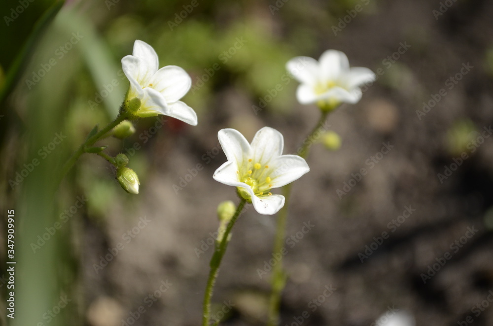 saxifrage saxifrage