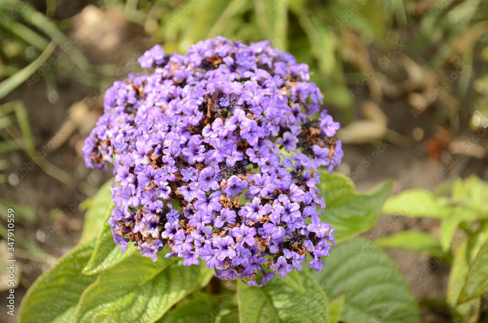 purple flowers purple flowers