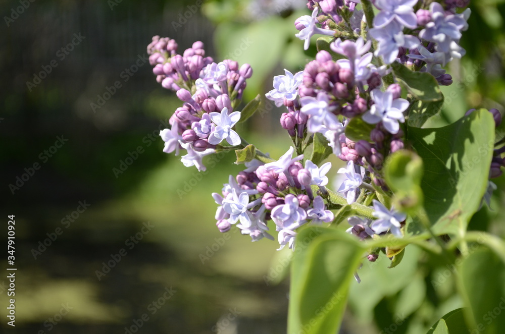 lilac flowers in the garden lilac flowers in the garden