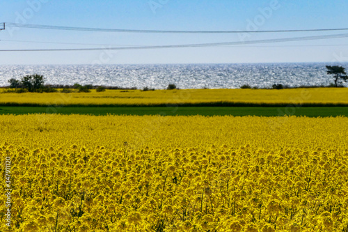 Karlevi, Oland, Sweden A field of yellow rapeseed against the Baltic Sea.  field of yellow rapeseed against the Baltic Sea. photo