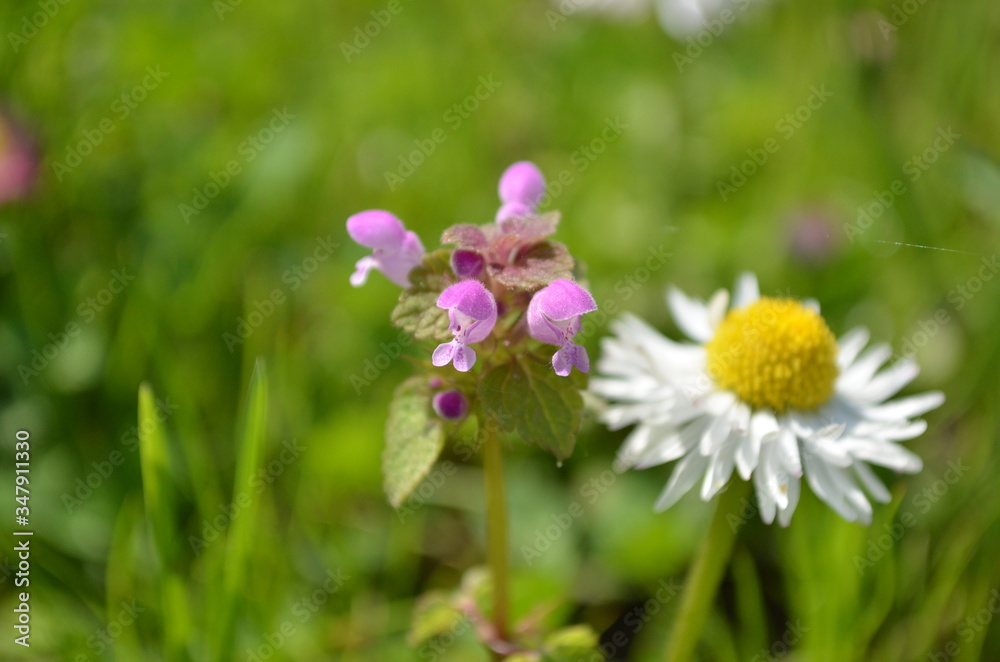 daisy daisy