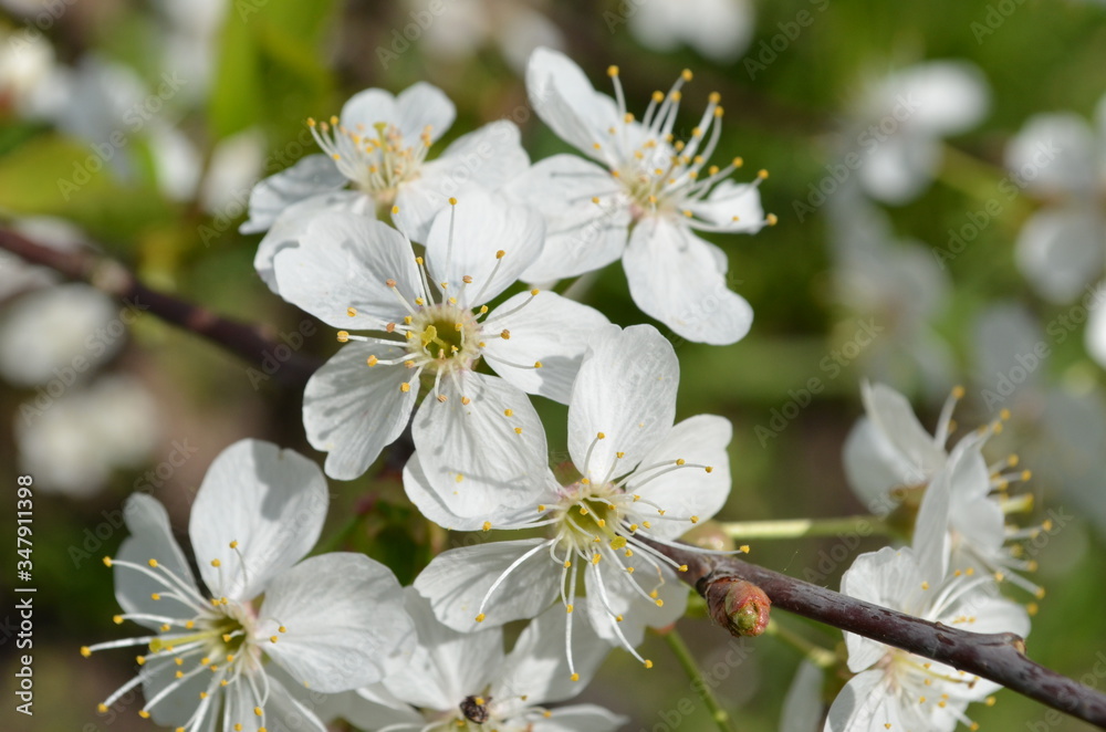 cherry blossom in spring cherry blossom in spring