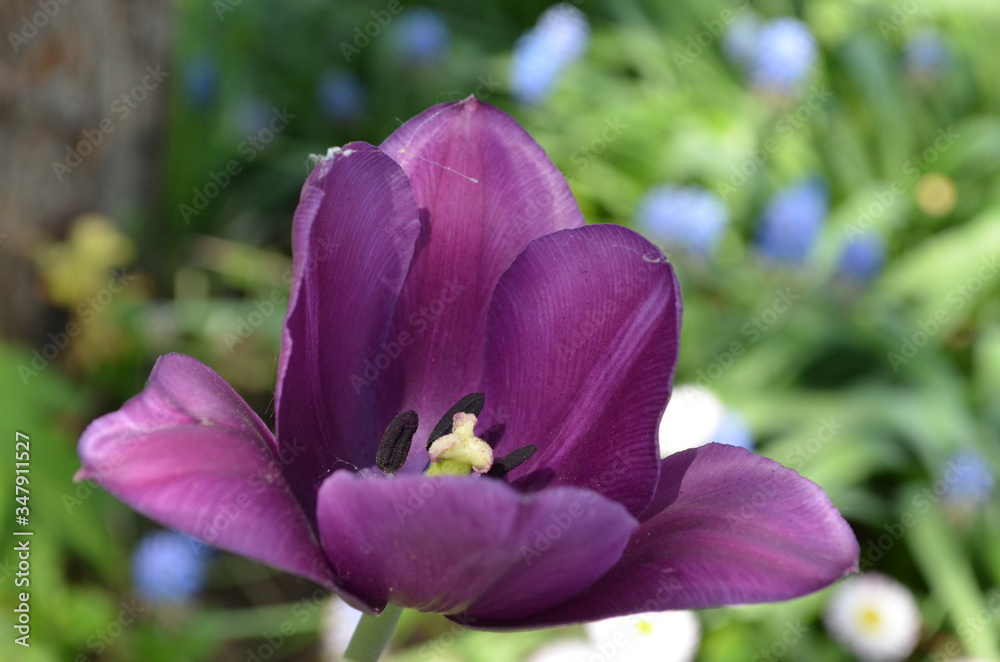 Naklejka premium tulip flower