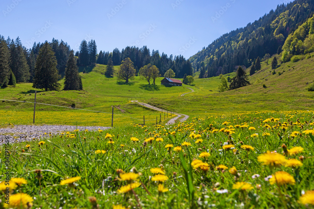 Obraz premium Allgäu - Frühling - Wandern - Gunzesried - Alpe