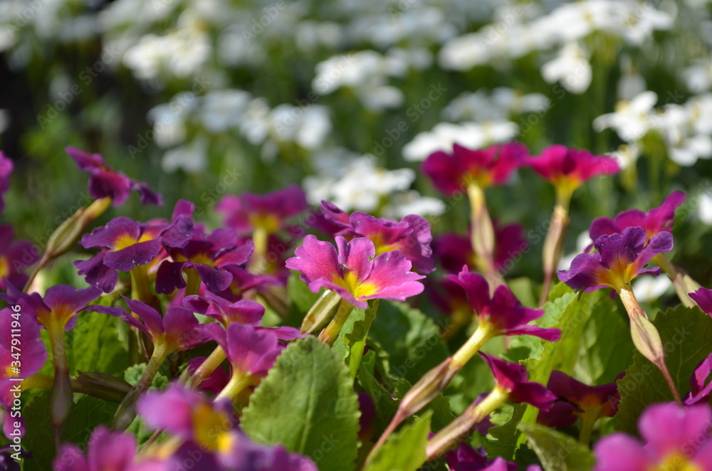 purple flowers in the garden purple flowers in the garden