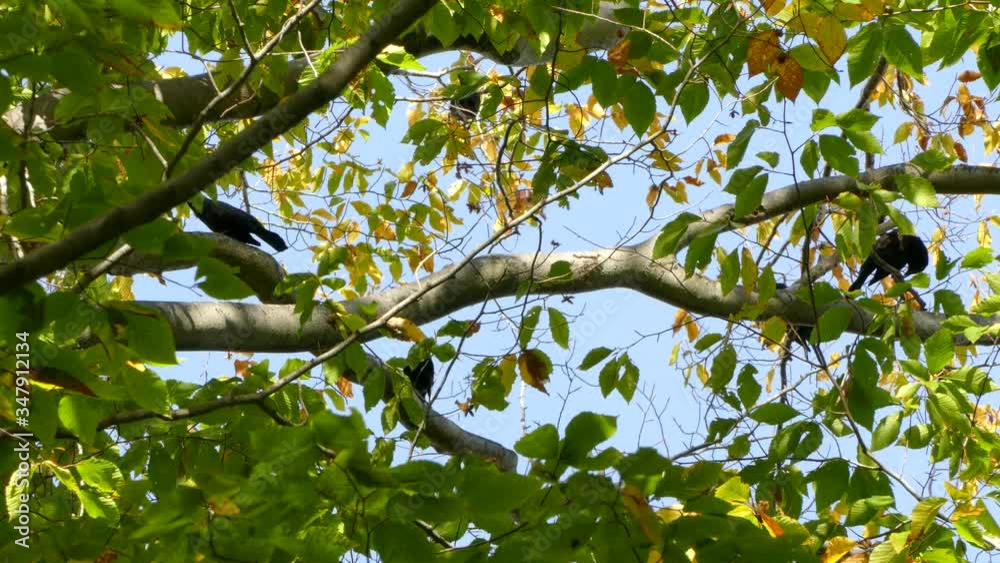 Grackle blackbirds in tree branches Grackle blackbirds in tree branches