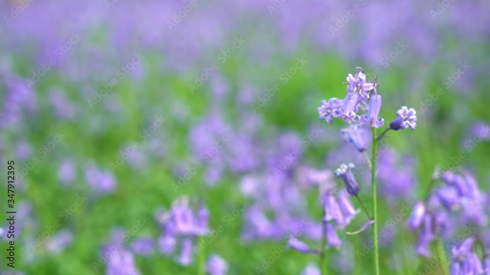 General views and details of the english bluebell in woods in lkley, West Yorkshire kingdom, wildflower, landscape, wild, e General views and details of the english bluebell in woods in lkley, West Yorkshire kingdom, wildflower, landscape, wild, e