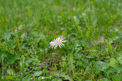 Daisy flower. Dew drops on green grass close up. Meadow grass in rain drops.