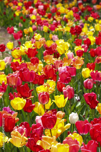 beautiful red and yellow tulips  veritcal  - perfect as a background for a website or blog about gardening  flowers  landscaping  etc - can also be used as a Zoom background