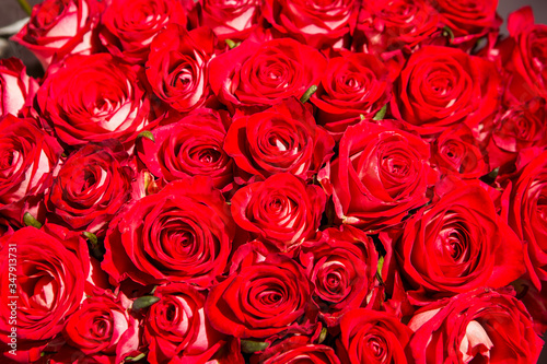 top view closeup elegant bouquet of many fresh blossom red roses with green leaves