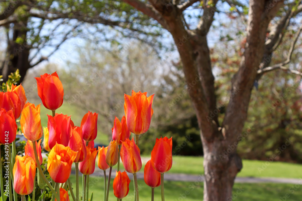 orange tulips at the park with selective focus to highlight the foreground orange tulips at the park with selective focus to highlight the foreground