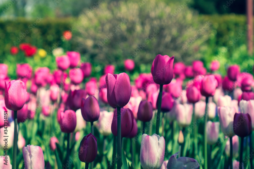 purple tulips grow in at a public park 
concepts - backgrounds, zoom, love, romance, springtime, outdoors, nature