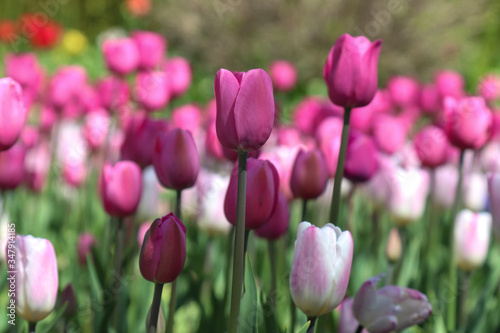 purple tulips grow in at a public park  close up  concepts - backgrounds  zoom  love  romance  springtime  outdoors  nature