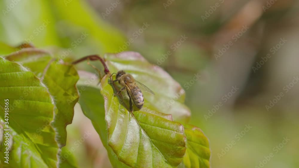Close up of honey bee resting on green leaf in garden in Spring Close up of honey bee resting on green leaf in garden in Spring